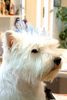 West Highland White Terrier Hund