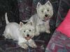 West Highland White Terrier Hund