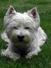 West Highland White Terrier Hund