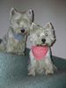 West Highland White Terrier Hund