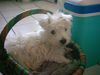 West Highland White Terrier Hund