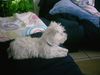 West Highland White Terrier Hund