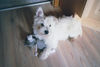 West Highland White Terrier Hund