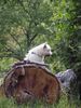 West Highland White Terrier Hund