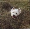 West Highland White Terrier Hund