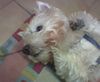 West Highland White Terrier Hund