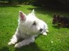 West Highland White Terrier Hund