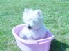 West Highland White Terrier Hund