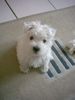 West Highland White Terrier Hund