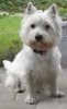 West Highland White Terrier Hund