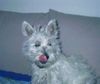 West Highland White Terrier Hund