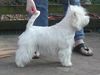 West Highland White Terrier Hund