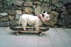 West Highland White Terrier Hund