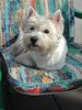 West Highland White Terrier Hund