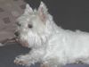 West Highland White Terrier Hund