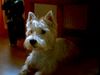 West Highland White Terrier Hund