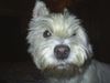 West Highland White Terrier Hund