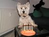 West Highland White Terrier Hund