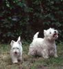 West Highland White Terrier Hund