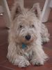 West Highland White Terrier Hund