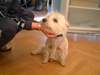 West Highland White Terrier Hund