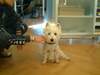 West Highland White Terrier Hund