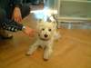 West Highland White Terrier Hund