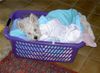 West Highland White Terrier Hund