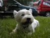 West Highland White Terrier Hund