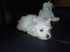 West Highland White Terrier Hund