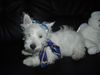 West Highland White Terrier Hund