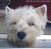 West Highland White Terrier Hund