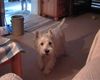 West Highland White Terrier Hund