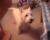 West Highland White Terrier Hund