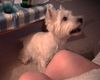 West Highland White Terrier Hund