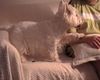 West Highland White Terrier Hund