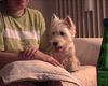 West Highland White Terrier Hund