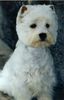 West Highland White Terrier Hund