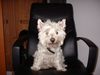 West Highland White Terrier Hund