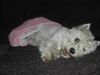 West Highland White Terrier Hund