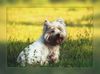 West Highland White Terrier Hund