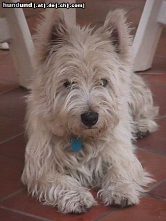 West Highland White Terrier my dog Rocky