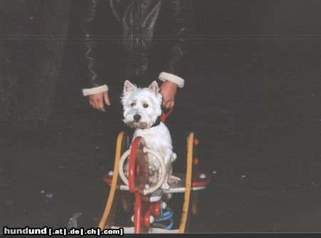 West Highland White Terrier mein neues spielzeug