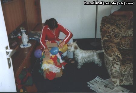 West Highland White Terrier das ist meine...