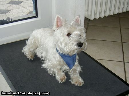 West Highland White Terrier Nils vom Gartenhaus, genannt Scotty