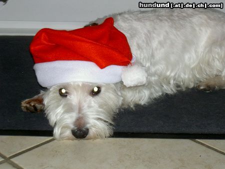 West Highland White Terrier Scotty, unser Weihnachtshund ;-)