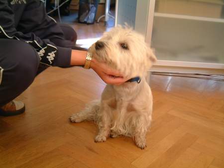 West Highland White Terrier Wicki