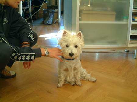 West Highland White Terrier Wicki