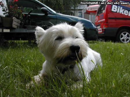 West Highland White Terrier Struppi, 10 Jahre