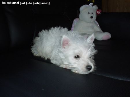 West Highland White Terrier Einfach süss!